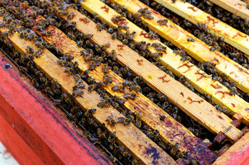 Bienenstöcke eines Imkers bei der Pflege der Bienen mit Waben und Honigbienen