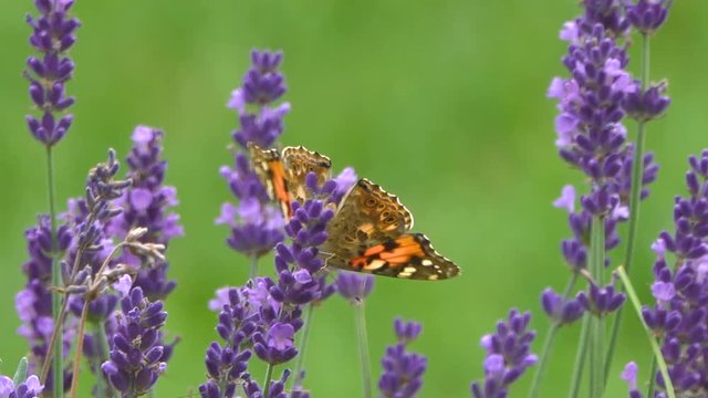 butterfly collects nectar on lavender flowers, countryside.