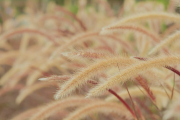 Beautiful brown of grass flower with sun light for background.