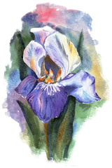  watercolor violet iris on white background