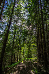 Forest trail in the coniferous forest in summer