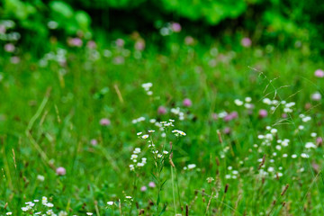 white flower and green grass 