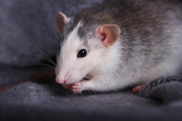 cute rat. symbol of 2020  year