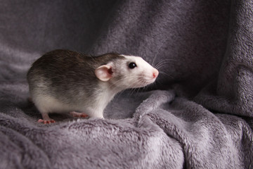 cute rat. symbol of 2020  year