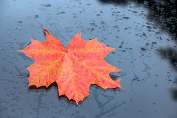 bright red maple leaf on the glass with droplets of car