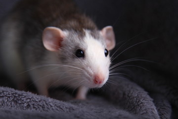 cute rat. symbol of 2020  year