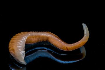 Close-up photo of Linguatula serrata or Tongue worm