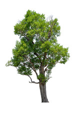 tropics and subtropics tree isolated on white background