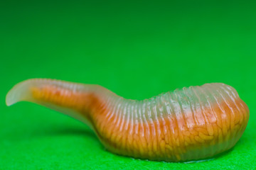 Close-up photo of Linguatula serrata or Tongue worm