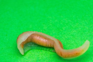 Close-up photo of Linguatula serrata or Tongue worm