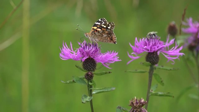 Cosmopolitan (Vanessa cardui) is on the brown knapweed flower, then it is banished by a small bee (presumably Osmia)