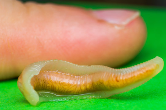 Close-up photo of Linguatula serrata or Tongue worm. Comparative size with  human's finger