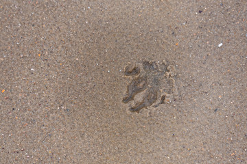 Hunde Fußabdruck auf einem Strand