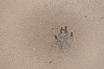 Hunde Fußabdruck auf einem Strand