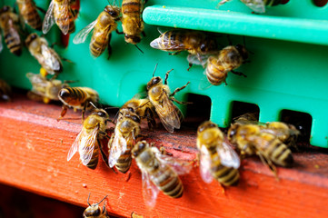 Bienenstöcke eines Imkers bei der Pflege der Bienen mit Waben und Honigbienen