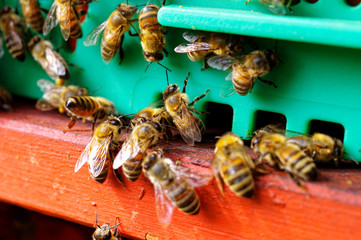 Bienenst&ouml;cke eines Imkers bei der Pflege der Bienen mit Waben und Honigbienen