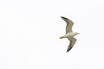 Möwen fliegen am Strand entlang