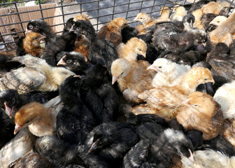 Incubator chickens for sale. Agriculture. Farming.