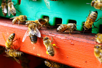 Bienenstöcke eines Imkers bei der Pflege der Bienen mit Waben und Honigbienen