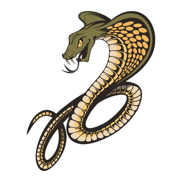 Vector illustration of a king cobra with hood. Snake Cobra is ready to hit with fangs and tongue. Viper snake. Mascot realistic King cobra illustration for a sport team. Vector graphics to design