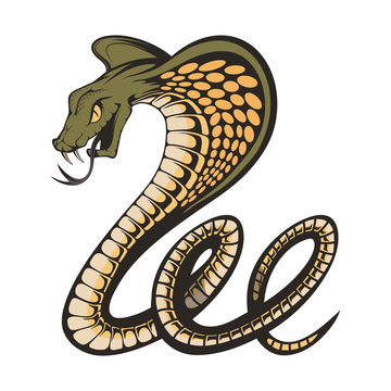 Vector Illustration Of A King Cobra With Hood. Snake Cobra Is Ready To Hit With Fangs And Tongue. Viper Snake. Mascot Realistic King Cobra Illustration For A Sport Team. Vector Graphics To Design