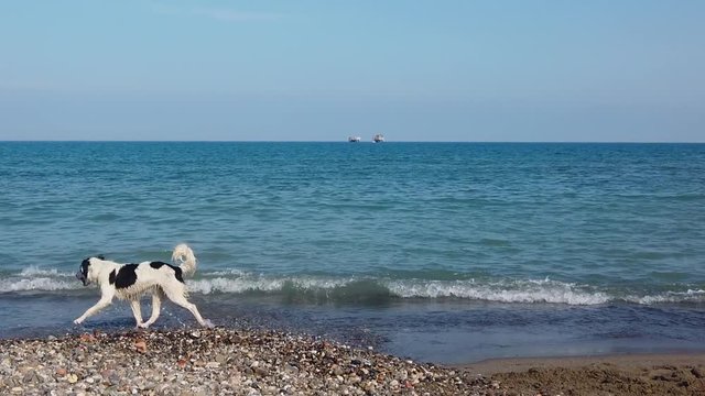 Dog running at the beach in Slow Motion