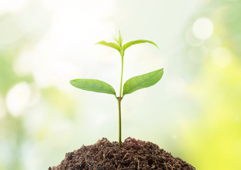 Young seedling in soil on blurred background, space for text, concept of global warming.