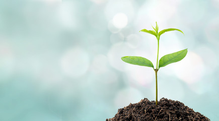Young seedling in soil on blurred background, space for text, concept of global warming.
