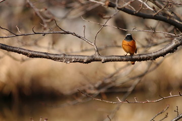 木にとまるジョウビタキの雄鳥です