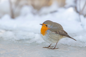 European robin sitting on ice during winter.