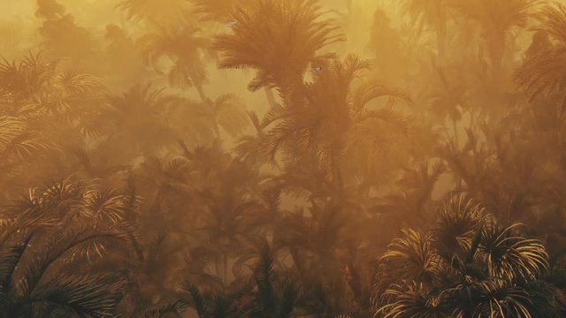 Flight over palm forest against beautiful sunset