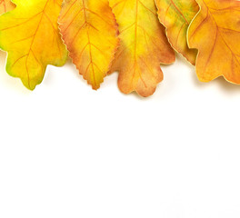 Bright autumn leaves on white background. Autumn background with copy space. Flat lay. Top view.