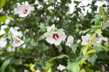 lavatera tree mallow flower
