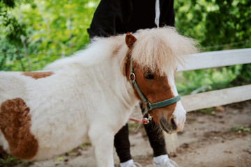 Adorable white and brown pony horse standing next to fence. Ranch exterior.
