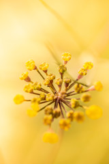 blühender Fenchel im Garten Makrofotografie