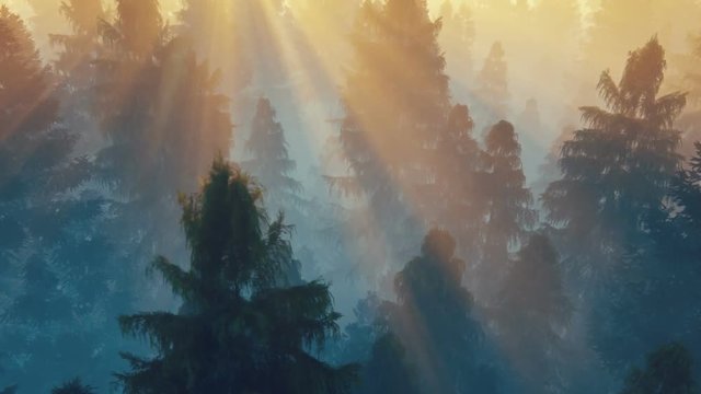 Flight over pine forest against beautiful sunrise