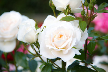 white rose flower close up background