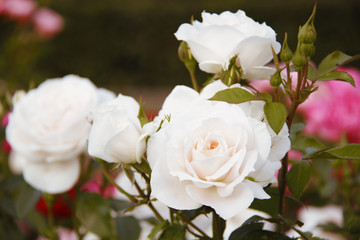 white rose flower close up background