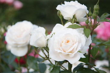 white rose flower close up background