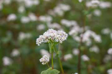 Green field of white flowers