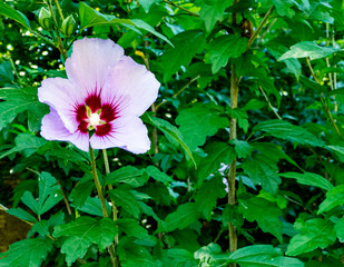 Wild forest flowers	