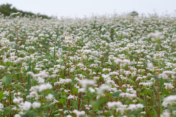Green field of white flowers