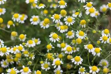 Fototapeta premium Chamomile flowers in the garden. Top view