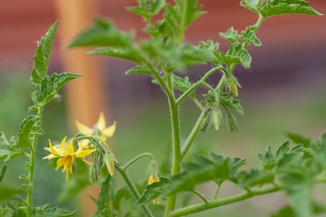 Rich harvest in a summer garden. Selective focus