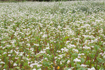 Green field of white flowers
