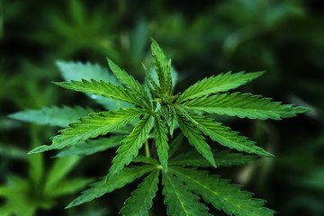 A branch of hemp bush close-up. Shrub young hemp on a bright summer day. Cannabis is a standoff...