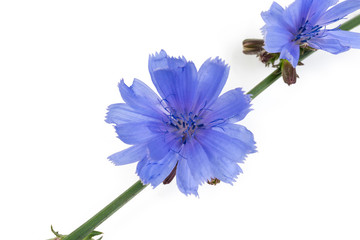 Flowers of chicory on stem on a white background