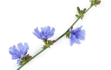 Chicory flowers and buds on stem on a white background