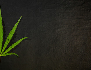 Fototapeta na wymiar Green cannabis leaf on a dark background