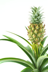 fresh pineapple fruit on a pineapple plant (Ananas comosus) isolated on a white background with copy space